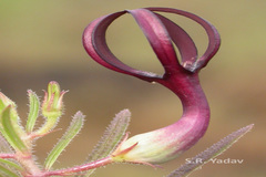 Ceropegia jainii